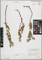 Foto von Salix hastata L.